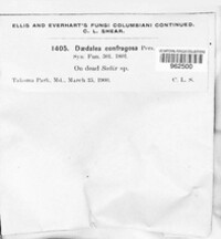 Daedaleopsis confragosa image